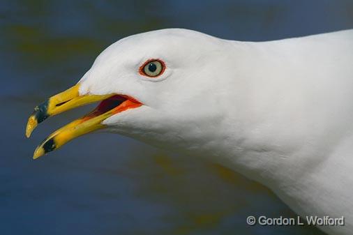 Gull Closeup_48653.jpg - Ring-billed Gull (Larus delawarensis)Photographed in Ottawa, Ontario - the Capital of Canada.